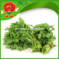 Verduras frescas Crowndaisy Crisantemo Hortalizas de hoja